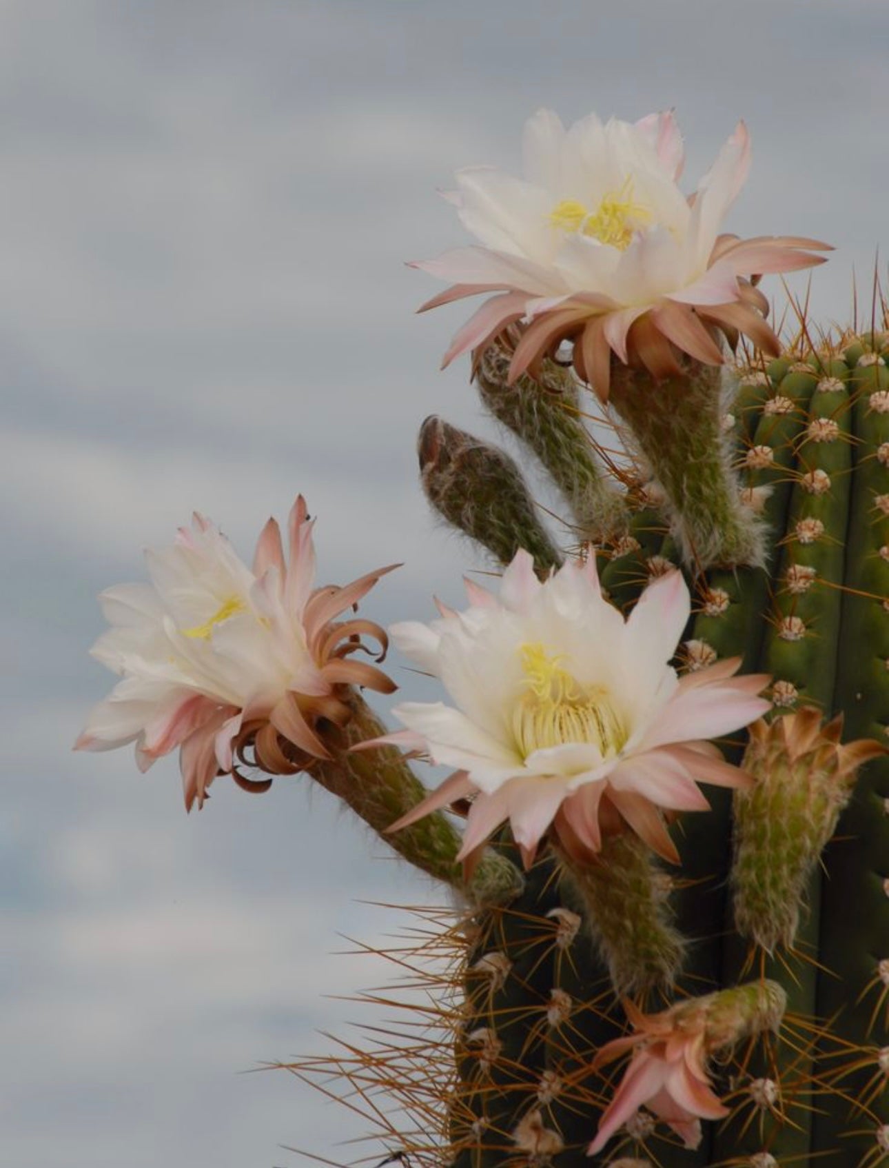 cactus blossom - 4oz travel tin