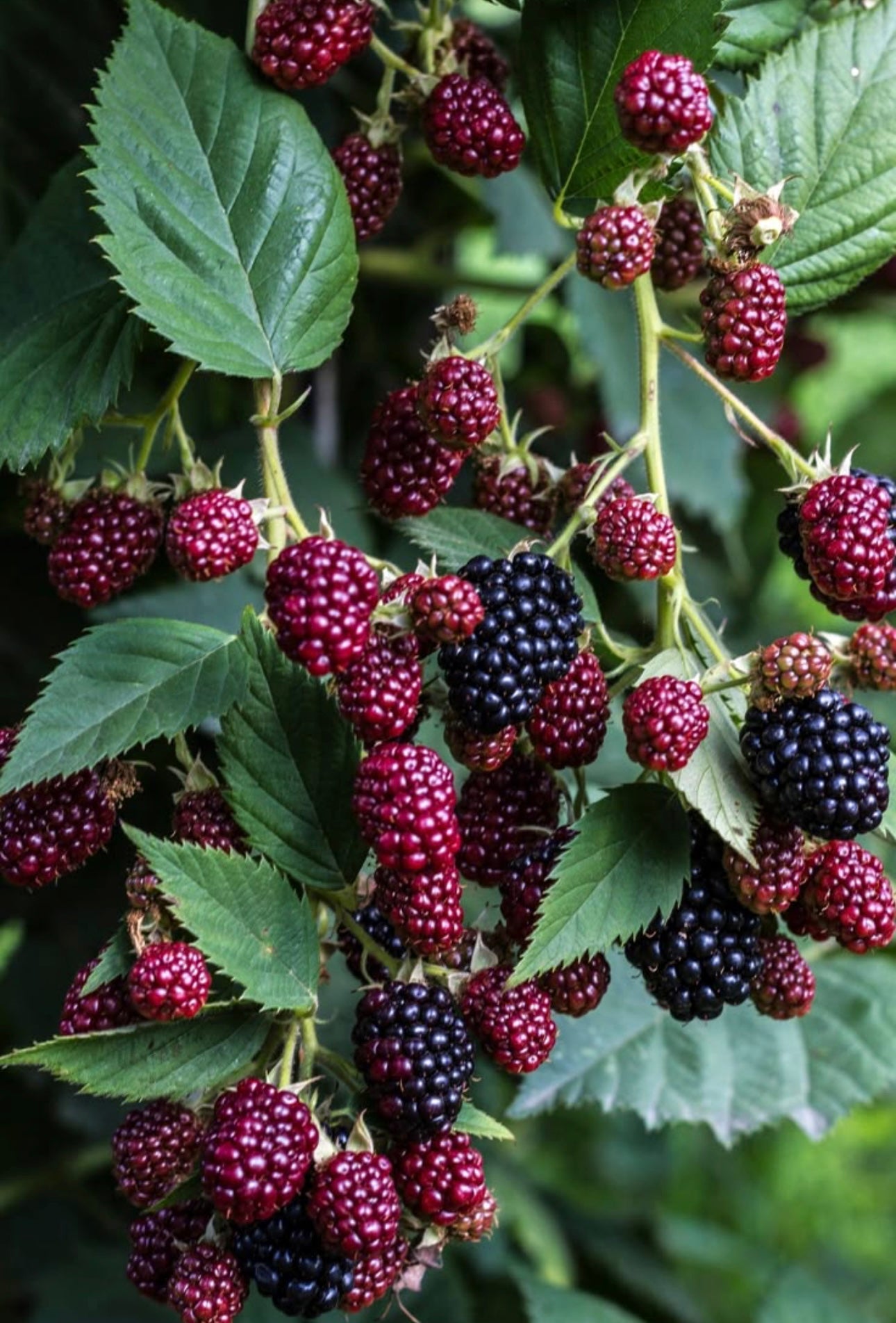 wild blackberry - 4oz travel tin
