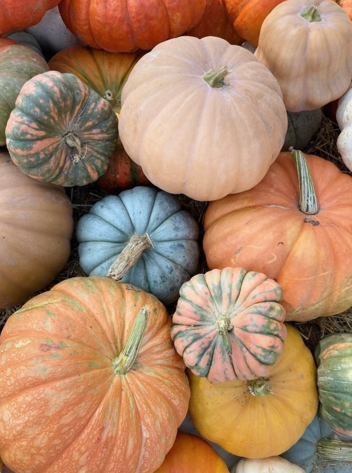 HEIRLOOM PUMPKIN - 10oz GLASS JAR