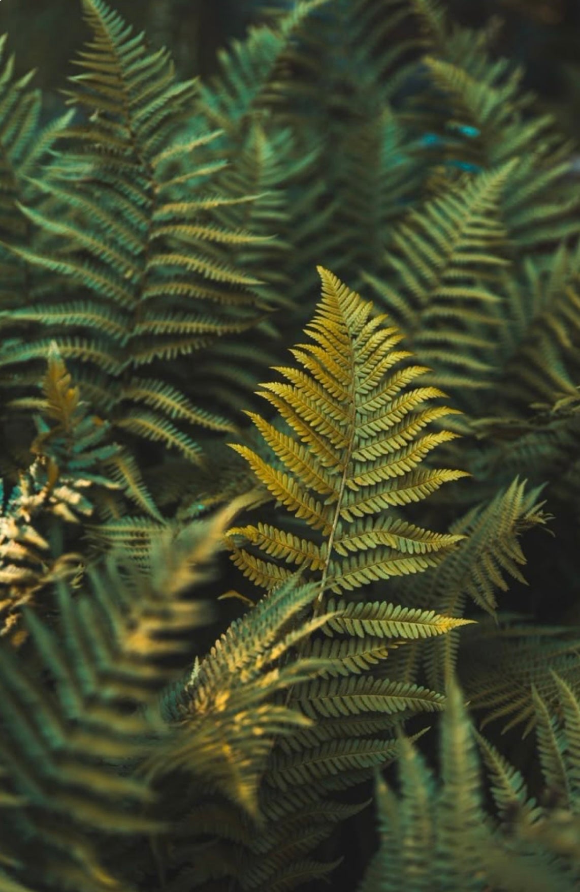 MOUNTAIN FERN - 10oz GLASS JAR